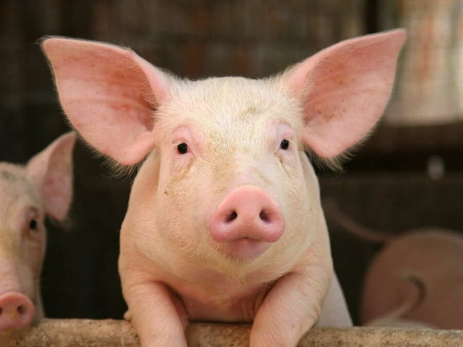 2 Spalten - Schweinemarkt